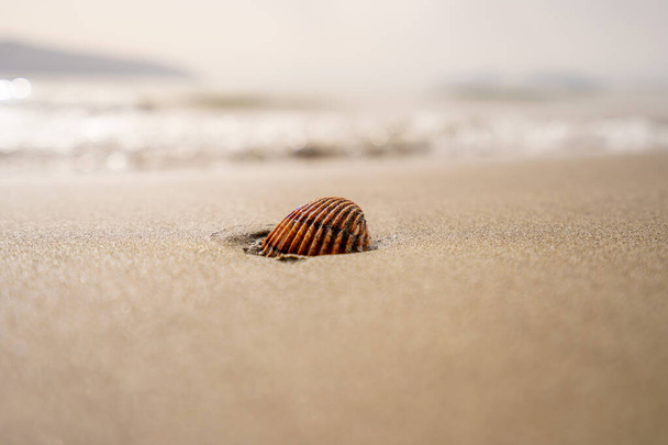 Зеленый лист на камне на пляжном песке. Высокое качество фото - Фото, изображение