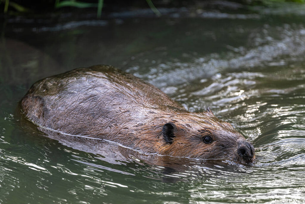 Swimming North American beaver (Castor canadensis) - Fotografie, Obrázek
