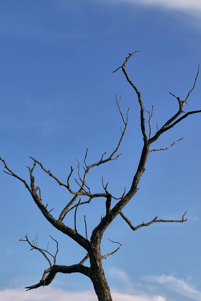 dead tree in the sky - Foto, afbeelding