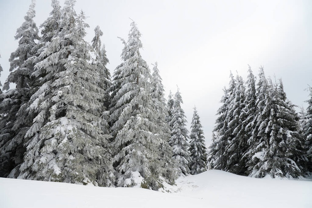 Carpathian mountains, Ukraine. Beautiful winter landscape. The forrest ist covered with snow. - Zdjęcie, obraz