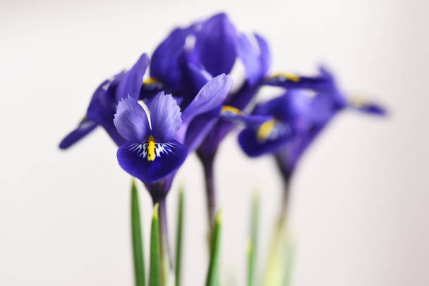 Beyaz arka planda güzel mor iris çiçekleri - Fotoğraf, Görsel