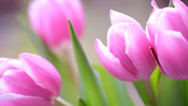 pink tulip close-up, selective focus. Diagonal composition. Nature blurred background - Video, Çekim
