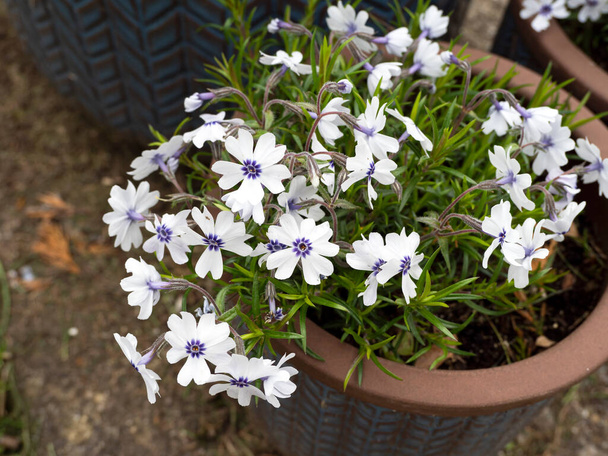 Phlox subulata Bavaria flowering in a garden container - 写真・画像
