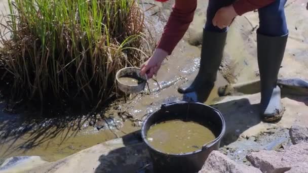 Woman cleans artificial garden fish pond from dirt and silt - Video