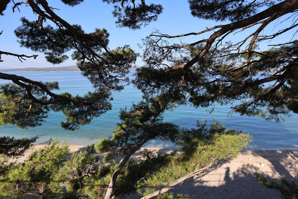 Malerischer Strand an der Adria, grüne Kiefern über dem strahlend azurblauen Wasser des Meeres, Schatten der Kiefern auf hellem Kieselstein und auf der Wasseroberfläche - Foto, Bild