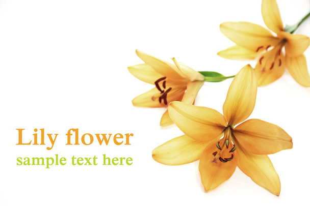 Lily flower - Foto, immagini