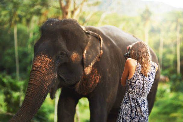 Nagy és gyönyörű. Egy fiatal nő fényképezett le egy elefántot, amint növényeket eszik a dzsungelben.. - Fotó, kép