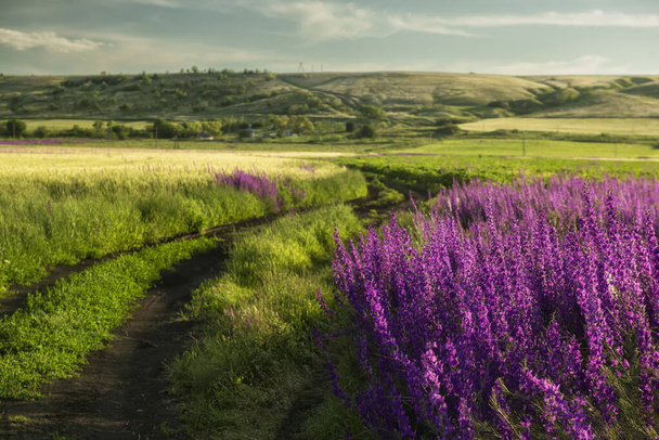 Dirt road and Magnificent flowering of lilac delphinium flowers - 写真・画像