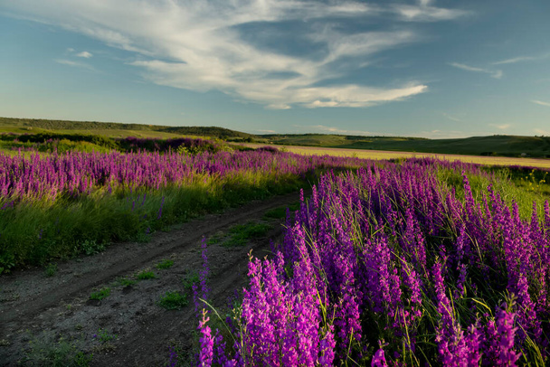 Dirt road and Magnificent flowering of lilac delphinium flowers - Fotoğraf, Görsel