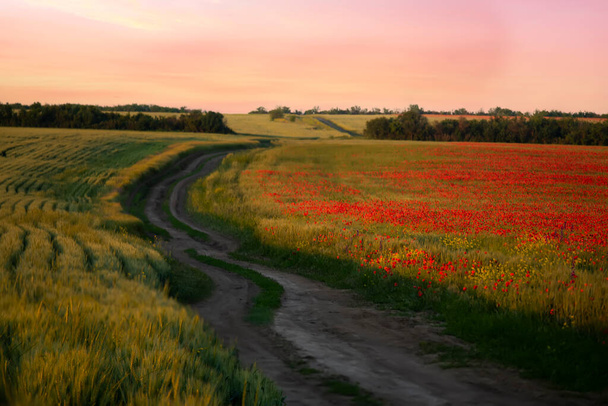 Dirt road among blooming spring, summer fields at sunset. - Foto, afbeelding