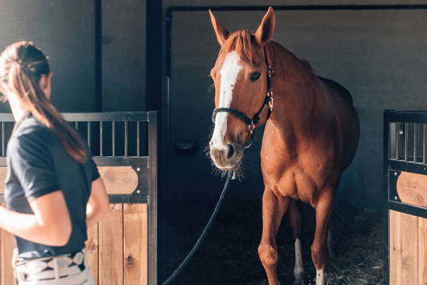 Chovná klisna vynáší koně ze stodoly - Fotografie, Obrázek