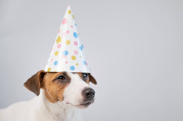 Dog in a birthday hat on a white background. Jack russell terrier is celebrating an anniversary - Photo, image
