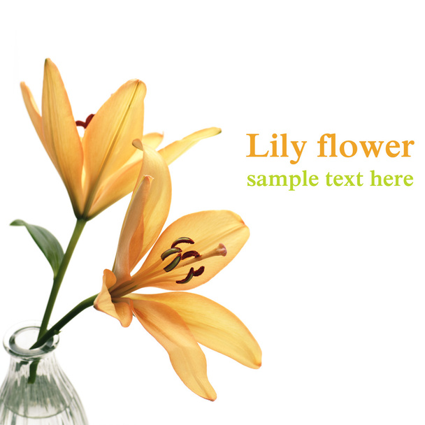 Lily flower - Fotó, kép