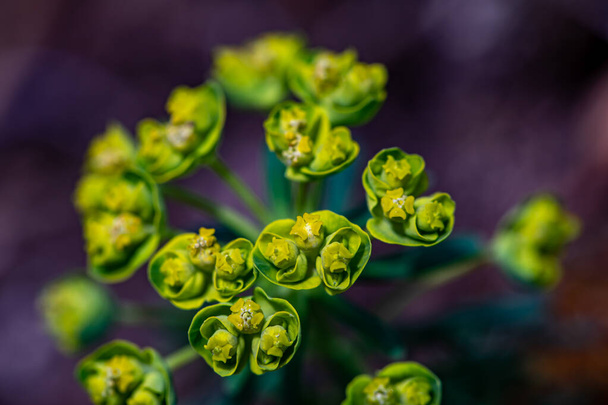 Euphorbia cyparissias flower growing in meadow - Photo, Image