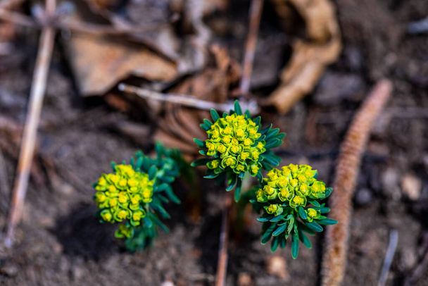 Euphorbia cyparissias flower growing in meadow, close up - Photo, Image
