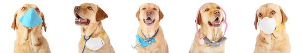 Cute dog with medical protective masks and stethoscopes on white background - Foto, immagini