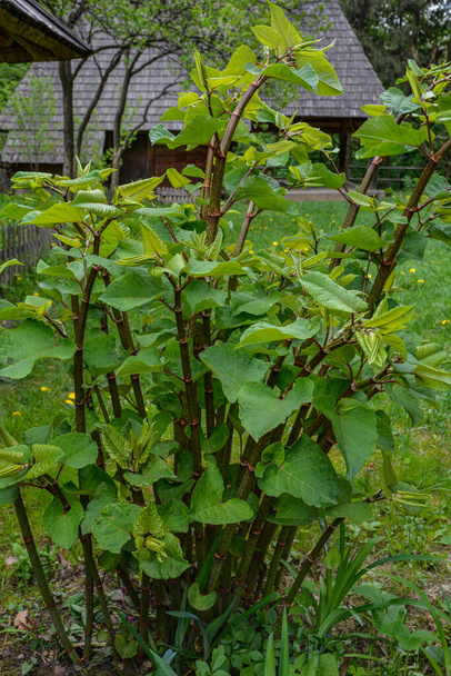 De jonge stengels van Boekweit of de Sachalin wiet (Polygonum sachalinense) in het voorjaar vroeg in de ochtend .Polygonum sachalinense in het voorjaar. Groene jonge plant in het voorjaar. - Foto, afbeelding