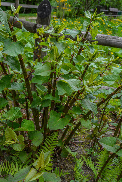 Os talos jovens de Fagópiro ou a Sakhalin knotweed (Polygonum sachalinense) na primavera no início da manhã .Polygonum sachalinense na primavera. Planta jovem verde na primavera. - Foto, Imagem