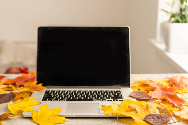 Pracovní plocha se žlutými a červenými javorovými listy. Stůl s laptopem, spadlé listy na šedém dřevěném pozadí. Byt ležel, horní pohled. - Fotografie, Obrázek