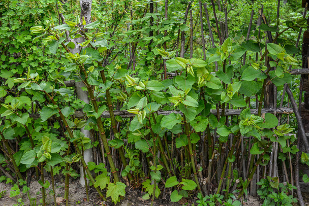 Молоді стебла Buckwheat або Sakhalin knotweed (Polygonum sachalinense) навесні рано вранці .Polygonum sachalinense навесні. Зелена рослина весною.. - Фото, зображення