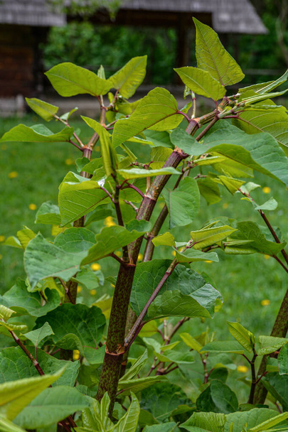 Молодые стебли гречихи или сахалинского узкорыла (Polygonum sachalinense) весной рано утром. Зеленые молодые растения весной. - Фото, изображение