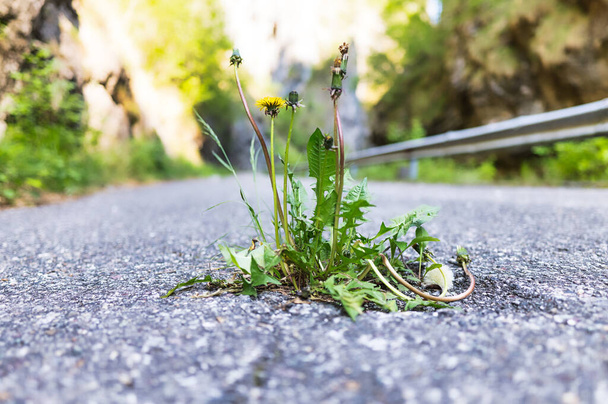 Flowers pierced an abandoned asphalt road - Fotografie, Obrázek