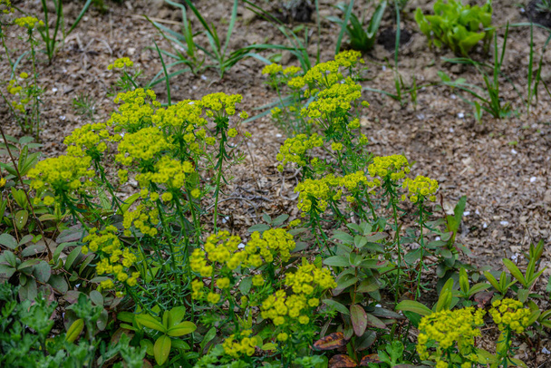 Bulanık arkaplanlı selvi (Euphorbia cyparissias). Selvi çiçekleri (Euphorbia cyparissias) ayrıntıları . - Fotoğraf, Görsel
