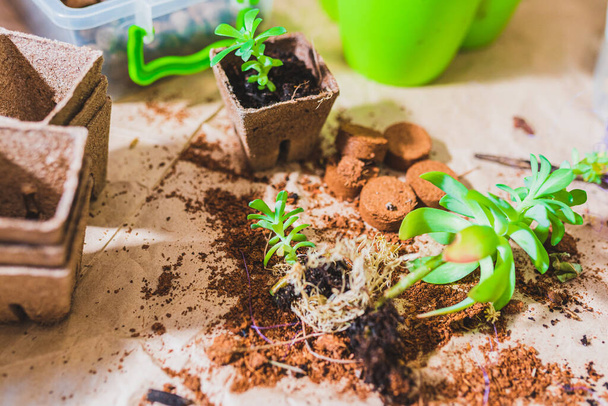 Spring work on care of indoor plants in flowerpots. Transplanting succulents and cacti into fresh soil, fertile soil, fertilizing the soil of home plants. - Photo, image