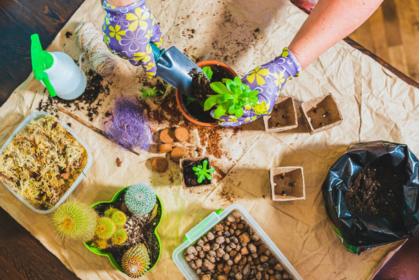 Spring work on care of indoor plants in flowerpots. Unrecognizable female hands in gardening gloves transplant succulents and cacti into fertile soil, fertilizing soil in flowerpot. Top view of workspace - Foto, Bild