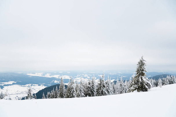 Carpathian mountains, Ukraine. Beautiful winter landscape. The forrest ist covered with snow. - Fotografie, Obrázek