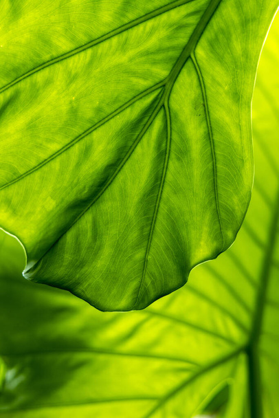 Beautiful pattern background created by leaf texture - Valokuva, kuva