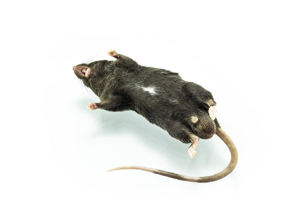 rato morto
 - Foto, Imagem