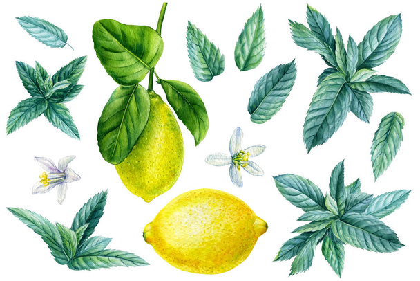 Conjunto de limão aquarela e hortelã sobre fundo branco isolado, ilustração botânica - Foto, Imagem