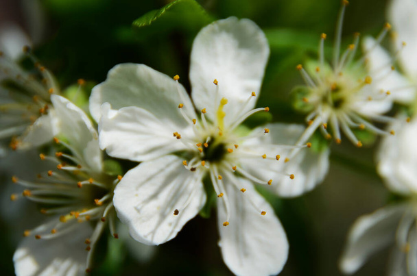 macro view of the pistils of a white flower - Foto, Imagem