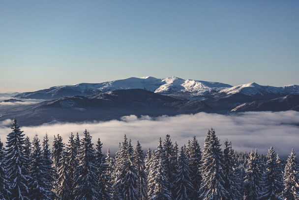 piękny zimowy krajobraz z pokrytymi śniegiem drzewami - Zdjęcie, obraz