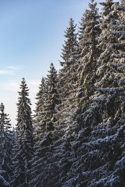 winter landscape with snow covered trees - Φωτογραφία, εικόνα