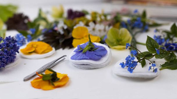 Diverse verse bloemen liggen op tafel. Herbariumbereiding. Grote hellebore bloemen en viooltjes op een wattenschijfje zijn klaar om onder de pers te drogen. Droge bloemen worden gebruikt voor decoratie. - Foto, afbeelding