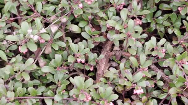 Plant with medicinal properties. Leaves Arctostaphylos uva-ursi - Footage, Video