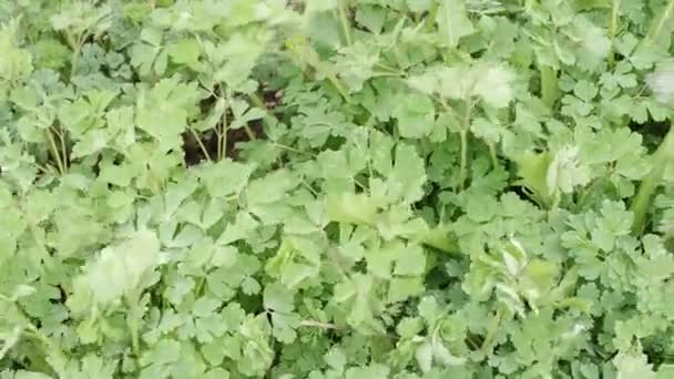 Green leaves Aquilegia caerulea. Medicinal plants - Video, Çekim
