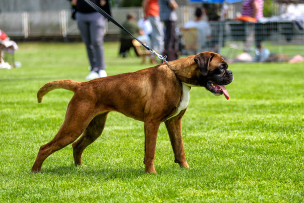 German Boxer dog at the dog show - Zdjęcie, obraz