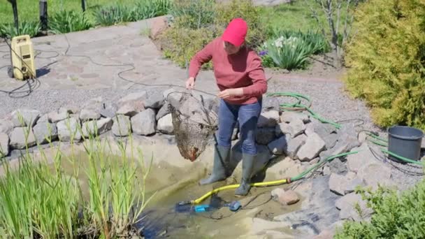 Žena s přistávací sítí chytí ryby před čištěním dekorativního zahradního rybníka - Záběry, video
