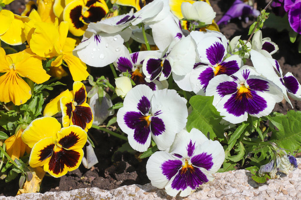 Colorful violets outdoor in garden - Photo, Image