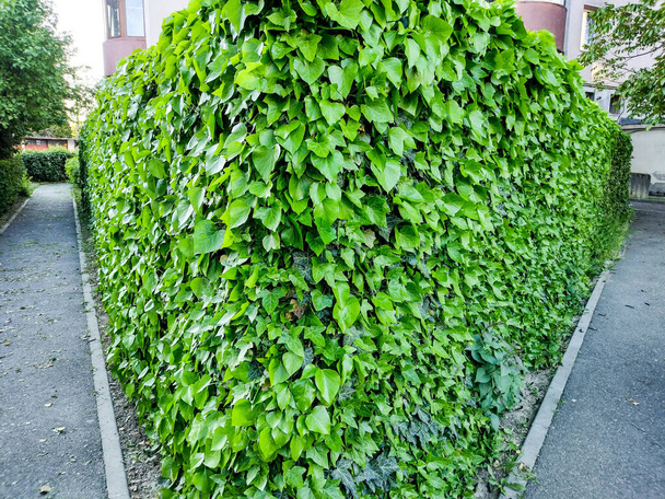 hedge from Hedera helix in Baia Mare city, Romania - 写真・画像