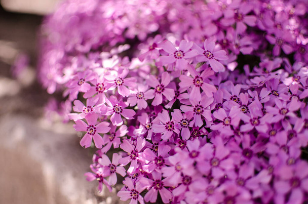 Malé phlox květiny pro jarní zahradní dekorace na slunečný den - Fotografie, Obrázek