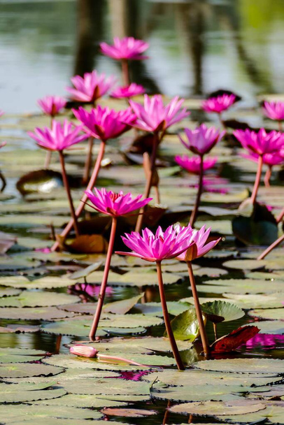 belas flores de lótus rosa na lagoa - Foto, Imagem