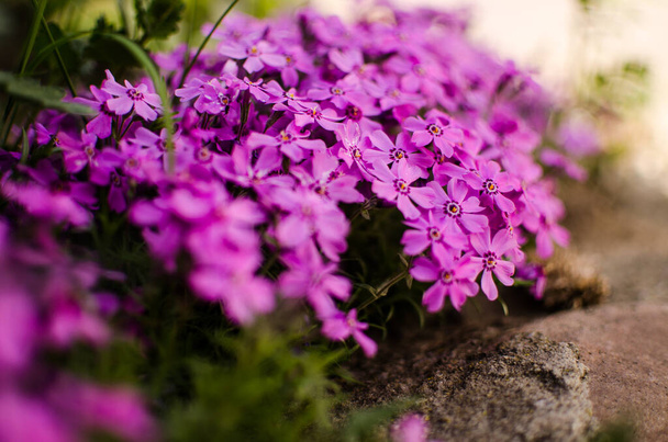 Small phlox flowers for spring garden decoration on a sunny day - Photo, Image