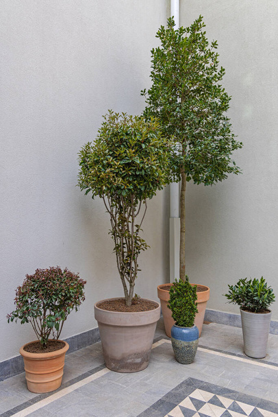 Bush Plants and Young Green Trees in Ceramic Pots Corner - Fotografie, Obrázek