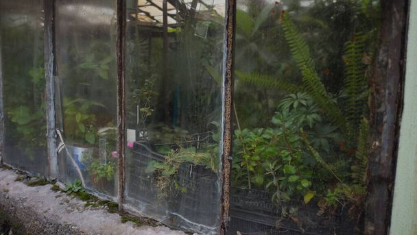 Ancienne serre, ancienne serre vitrée pour plantes tropicales - Photo, image