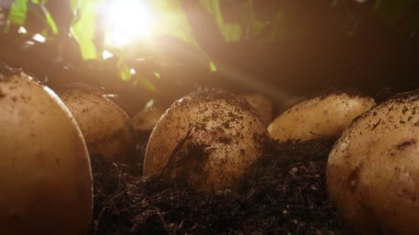 Dug up organic potatoes lie on the field. - Video