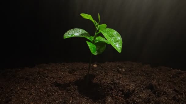 Sprout of a citrus plant in the rain. - Video